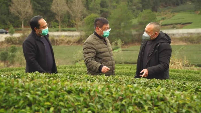 有关于科技特派,助力福建千亿茶产业升级、上万茶农创收的最新信息(4)