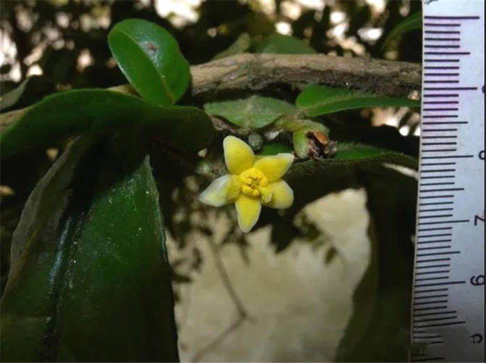 有关于一周速读丨超低价冰岛老班章充斥电商平台、中国风奶茶流行、欧洲以消费红茶为主的最新消息(2)