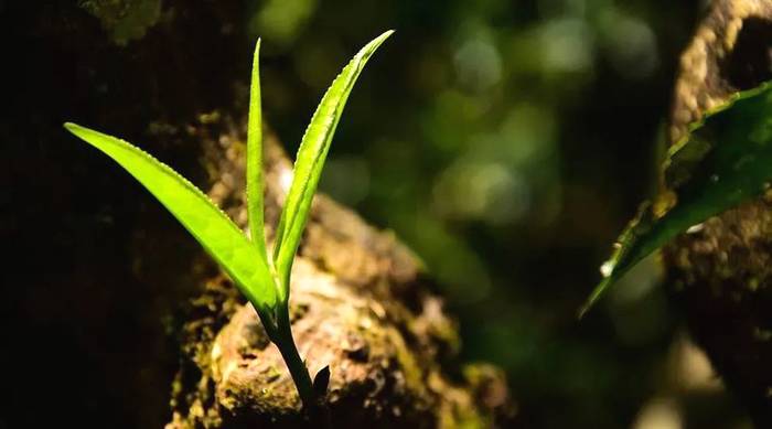 关于古树茶强势回归!2021年云南山头茶价格发布的热门资讯(19)