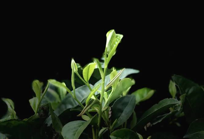 关于普洱南亢村:茶树发新芽 春茶进入采摘期的热门消息(1)