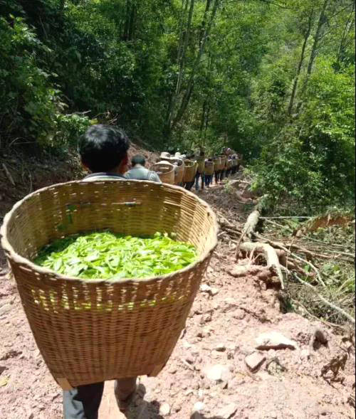 有关于墨江景星镇“凤凰窝”古茶园开采,预计产值近2000万的热门消息(4)