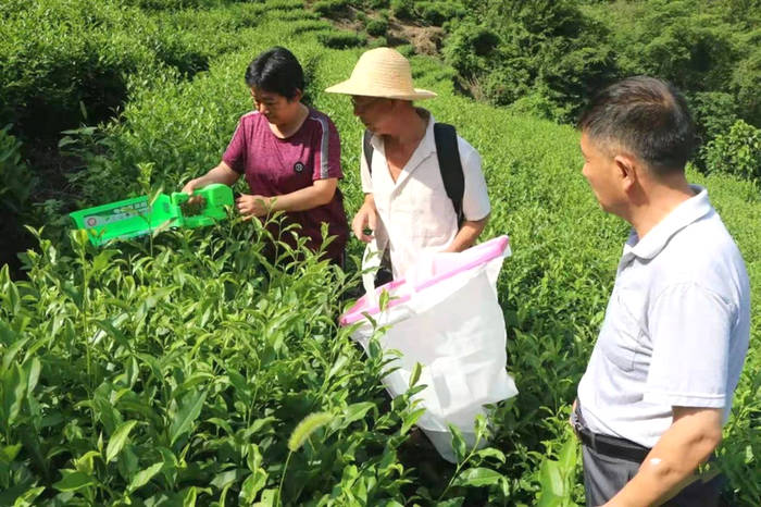 关于紫阳县狠抓夏季茶园管理，强化组织生产延链促增收的新闻(5)