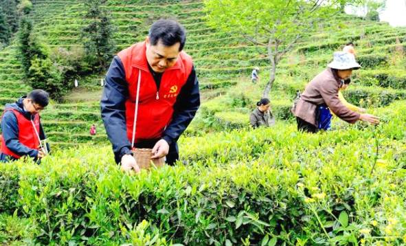 有关于江西婺源溪头乡：党员干部茶山帮茶农采摘谷雨茶的最新信息(3)