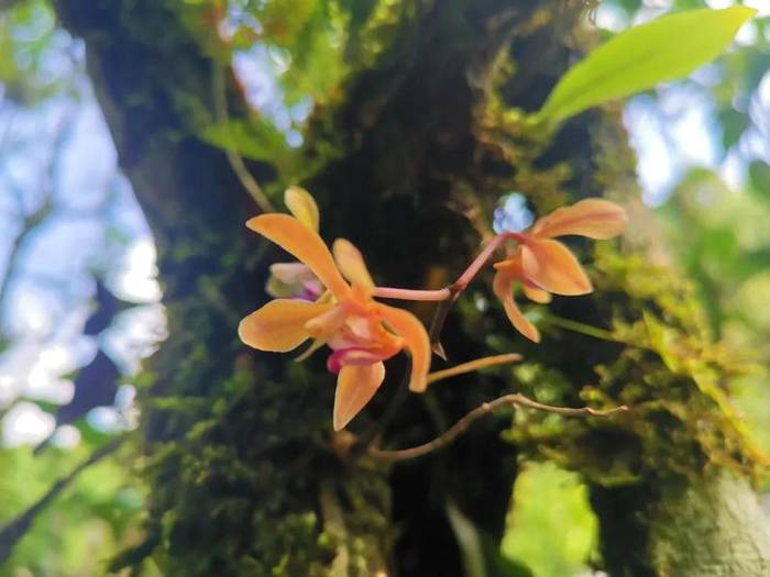 有关于勐海贺开：遇见最美茶园，230余万株古茶树备受“呵护”的最新资讯(11)