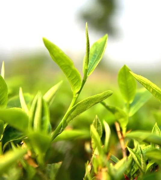 有关于春茶,一场春天里的盛事 勐海县80余万亩春茶陆续开采啦!的消息(3)