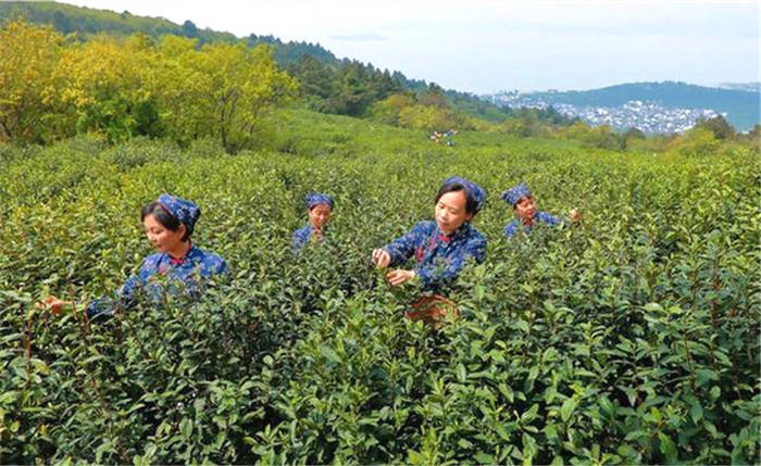 关于最高售价2万元一斤 2021洞庭碧螺春茶将于3月10日上市的新闻(2)