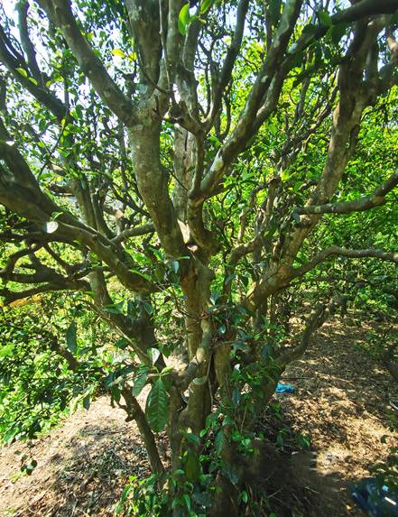 有关于南涧无量山藏茶谷:一片森林一片茶 片片都是生态茶的热门信息(2)