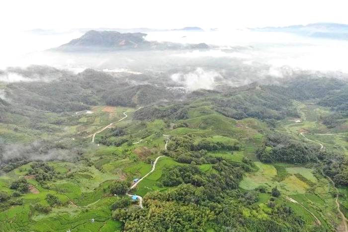 有关于福鼎白茶企业赏析 福鼎七彩太姥生态农业发展有限公司的热门消息(4)