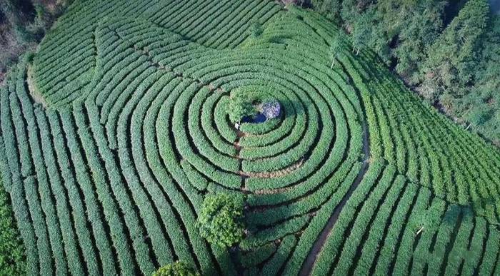 有关于中欧地理标志协定正式生效 古丈毛尖和保靖黄金茶被纳入互认清单的最新资讯(4)