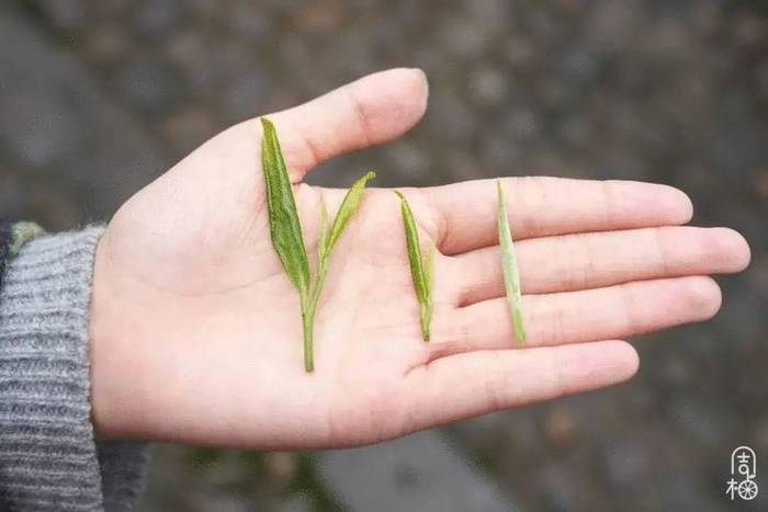 有关于日加工40000斤鲜叶只需5个人?探秘武义有机茶里的“黑科技”的信息(7)