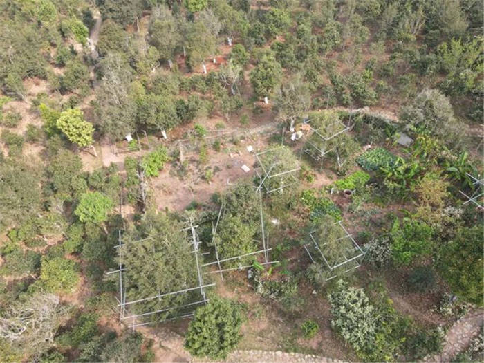 关于每公斤鲜叶最高价格1.28万元 云南宁洱困鹿山古树茶开采的最新资讯