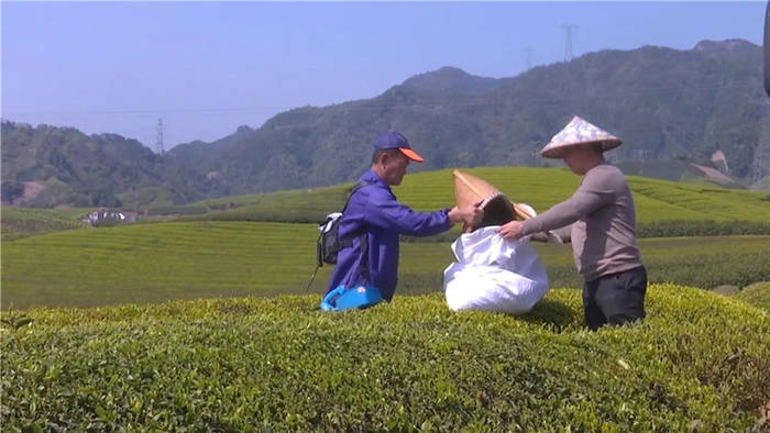 关于浙江武义：2万亩春茶受冻 茶农积极开展自救的热门信息(2)