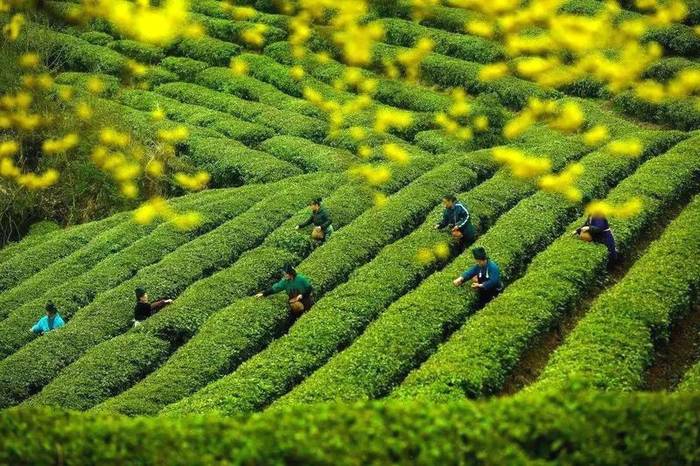 有关于从卖茶叶到卖风景：贵安新区开启“茶旅结合”转型路的热门资讯(2)