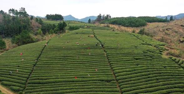 有关于贵州岑巩 3.7万余亩茶园满目葱茏 春茶飘香采摘忙的热门新闻(1)