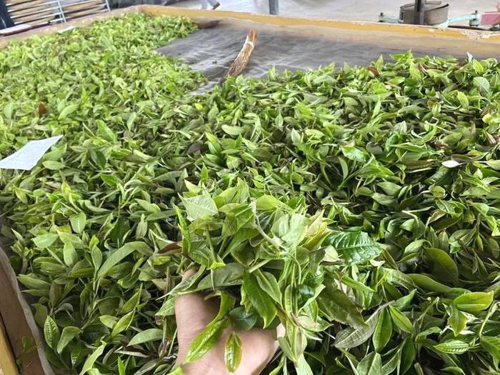 关于墨江新抚镇:春茶岭上香 茶农采摘忙碌碌的资讯(7)