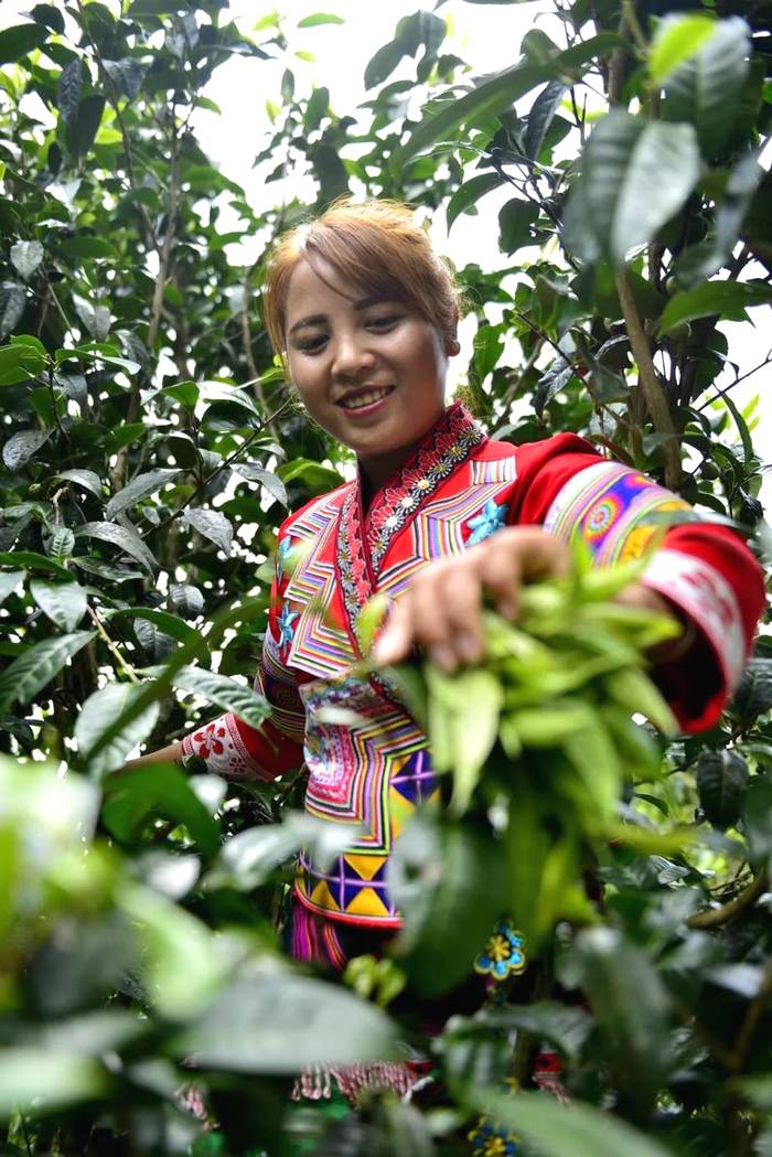 有关于勐海贺开：遇见最美茶园，230余万株古茶树备受“呵护”的最新资讯(16)