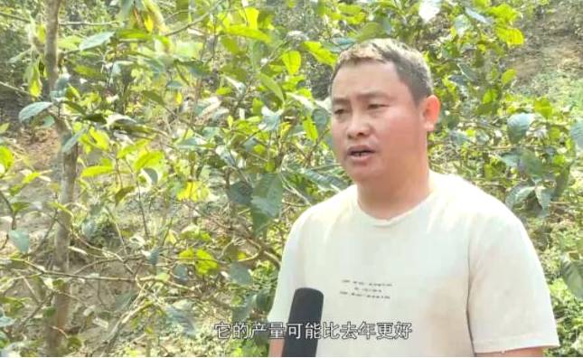 有关于冰岛：2021年春茶采摘准备就绪 茶农增收在望的资讯(3)