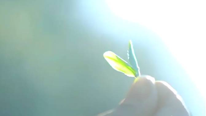 有关于日照春茶开采！今年产量怎样？啥时候上市？的信息(2)