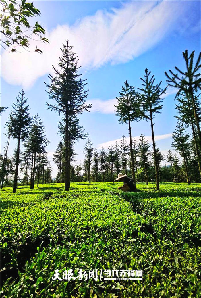 关于贵州普安罗汉：春到茶山风景异，明前春茶采摘忙的最新信息(3)