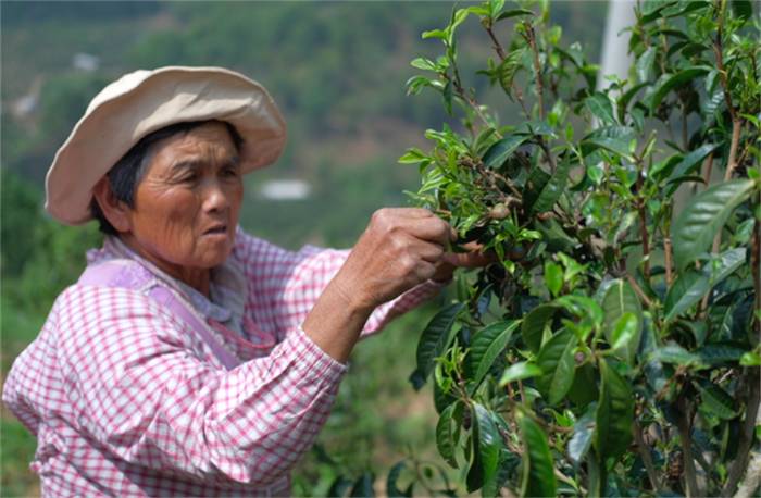 关于一周速读：茶王专访、乌龙茶品种‘黄旦’、大咖探讨川茶发展的热门新闻(5)