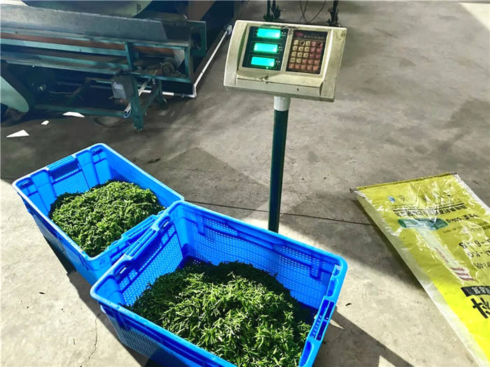 关于浙江武义：“茶叶子”变“金叶子” 听听茶农们的致富经的最新资讯(1)