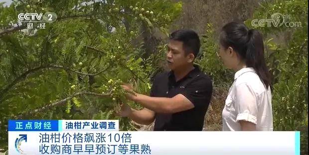 有关于一杯茶，带火了这种小众水果！身价飙涨10倍，价格一天三变？的热门新闻(6)