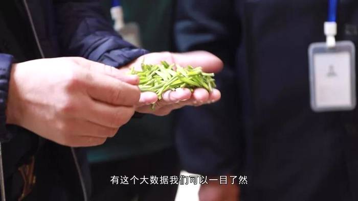 关于福鼎白茶大数据溯源平台正式运行，听听茶农茶企都是怎么说！的热门新闻(12)