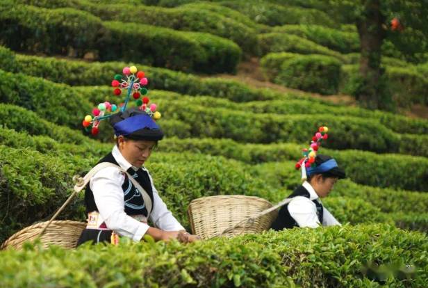 关于南涧县罗伯克万亩生态茶园 无量山藏茶谷大量春茶开采的最新消息