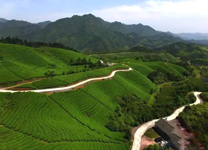 有关于最是一年春好处,浙江武义茶农忙采“清明茶”的资讯(3)