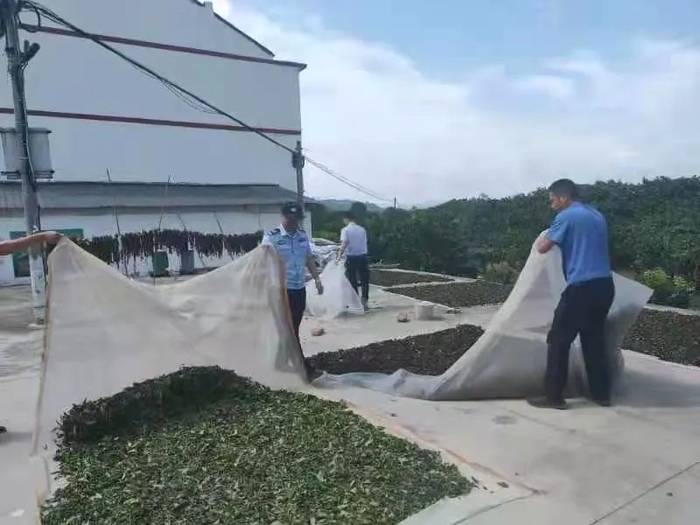 有关于抓好源头,促进福鼎白茶产业绿色高质量发展的资讯(5)