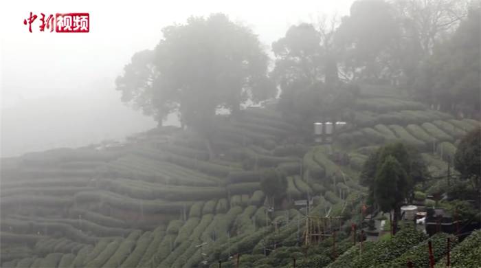 关于西湖龙井春茶季：多方联合避免“天价茶”乱象的热门新闻(1)