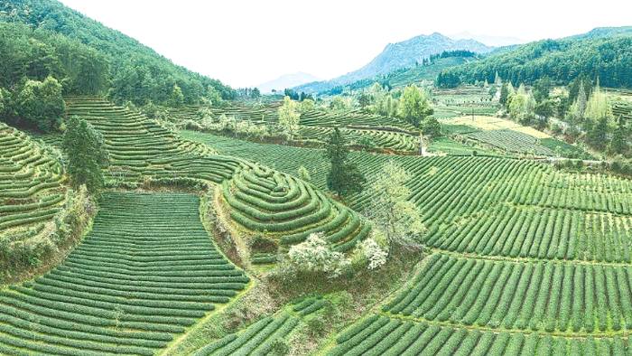 关于茶园生产 茶叶机械化难题 还要研推结合的信息