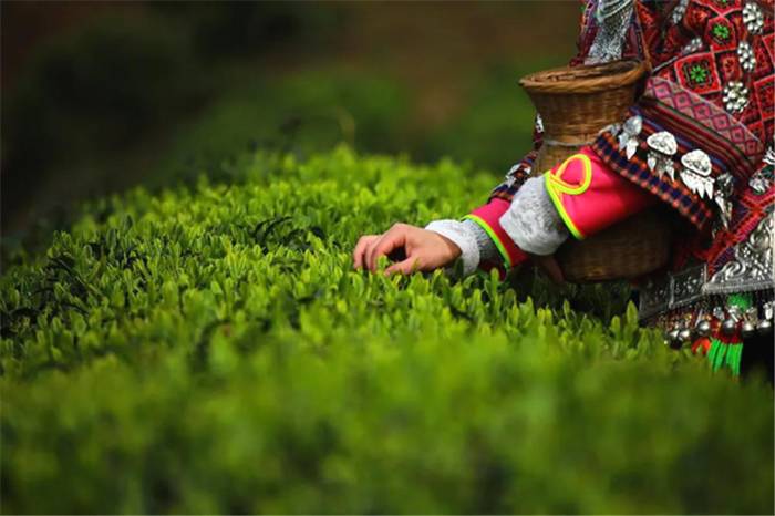 关于贵州：茶，“鲜”从何来？万达丹寨茶园的茶滴滴香浓的最新信息(3)