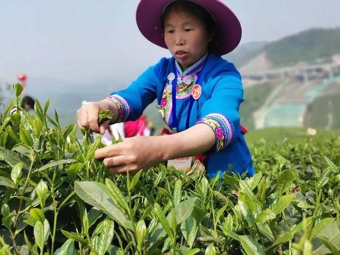 有关于双手采出致富叶！贵州省大力推广双手采茶成效显著的热门消息(13)