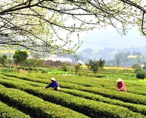 关于中欧地理标志协定生效：赤壁青砖茶获“欧盟通行证”的热门资讯(5)