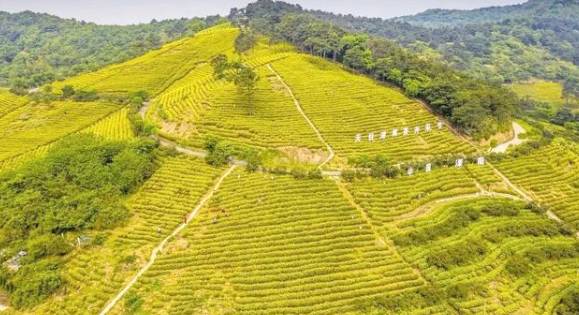 有关于溧阳:春茶量减价增,总体效益稳中有升!的信息(2)