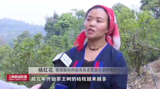 有关于2021年老班章古茶树春茶茶后开采 在保护中开发的热门新闻(2)