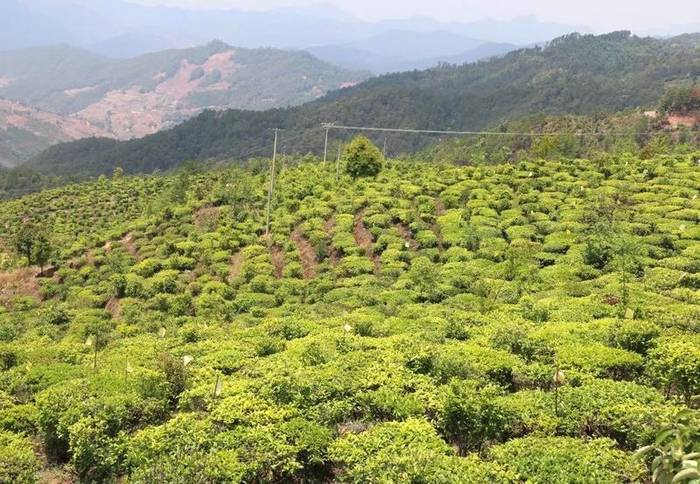 关于墨江新抚镇:春茶岭上香 茶农采摘忙碌碌的资讯(10)