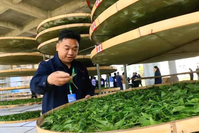 关于狠抓品质 提升品牌，寿宁高山红茶摘得“金质奖章”的热门消息(2)