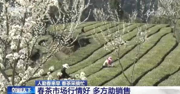 关于全国春茶采摘好时节 茶农忙着采摘新春第一捧新茶的信息(2)
