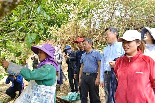 关于国内茶叶专家到云县漫湾镇白莺山古茶园进行科学考察的热门信息(8)