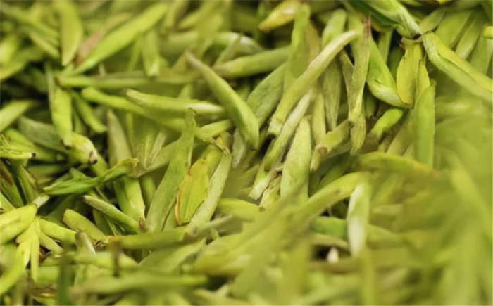 有关于四川广元：旺苍米仓山新茶上市，黄茶每斤卖到8800元！的新闻(1)