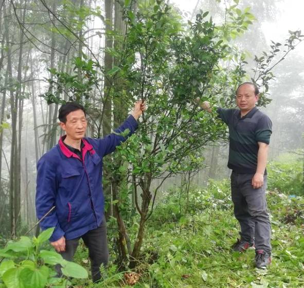 关于新化古茶树：金凤竹林大叶50厘米母树再现的热门资讯(10)