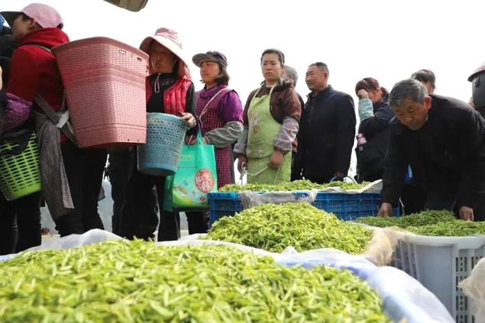有关于2021年春茶已开采！各茶区绿茶采摘时间汇总的最新资讯(2)