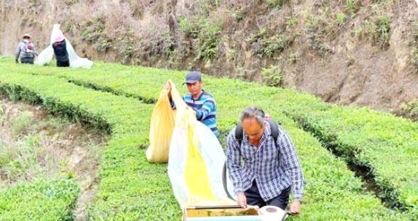 有关于揭东区玉湖镇发展特色茶产业 助推乡村振兴的消息