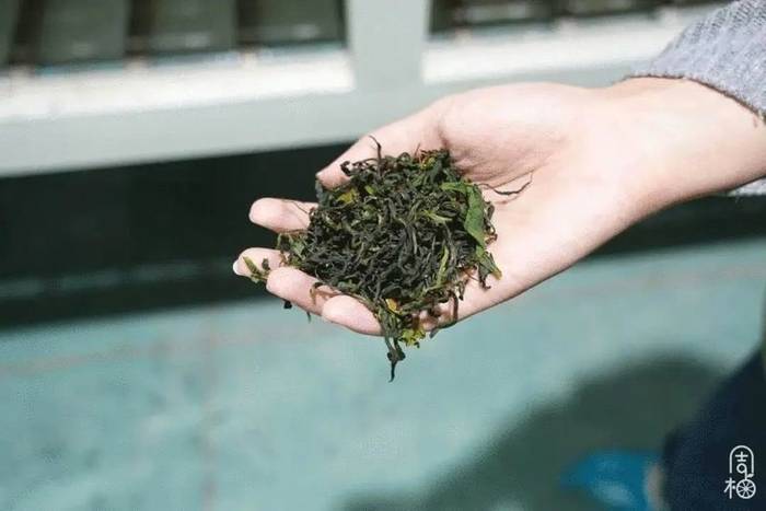 有关于日加工40000斤鲜叶只需5个人?探秘武义有机茶里的“黑科技”的信息(14)
