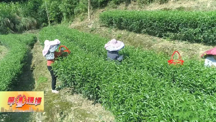 关于广东惠东茶产业3万多亩 年产值3.6亿元的最新信息(1)