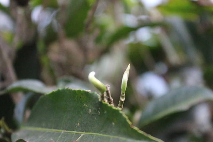 有关于普洱春茶发芽简报：大雪山豆腐寨茶园发芽情况的热门信息(6)