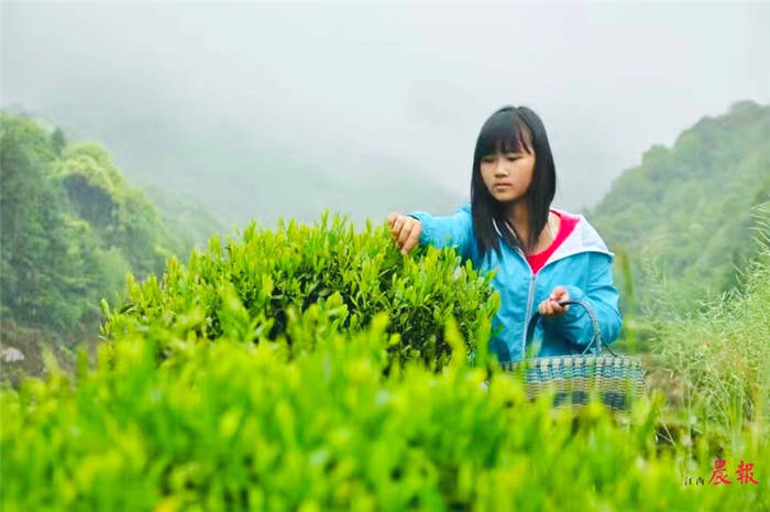 关于江西:又到一年采茶季 婺源深山峡谷春早春茶上市的热门消息(2)