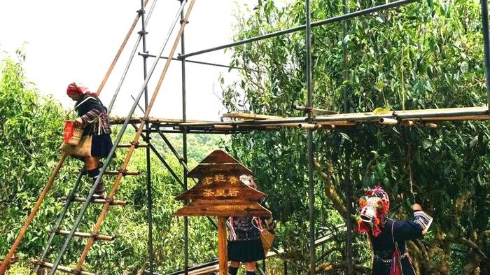 关于世界贸易指数研究中心落户；茶产业发展制度开新创的热门新闻(7)